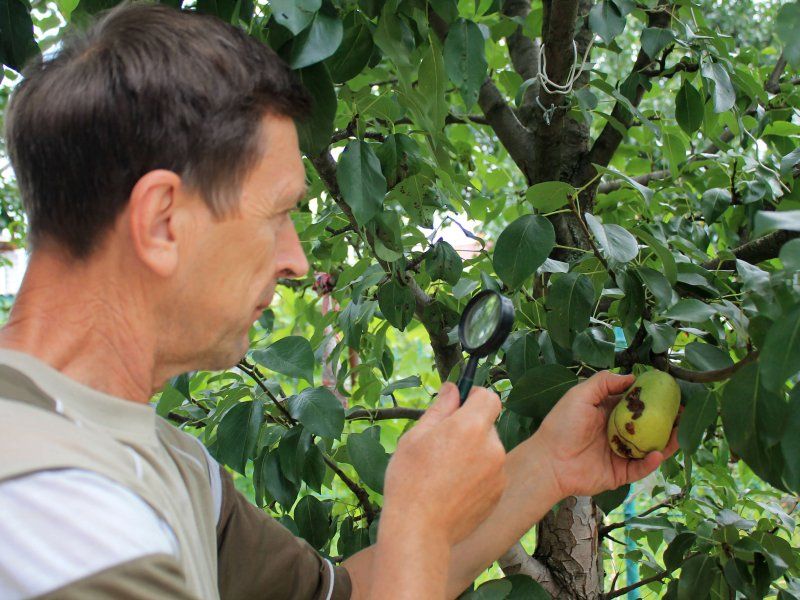 Pear disorders and diseases